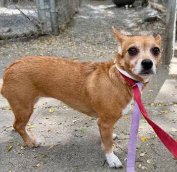 Chihuahua Dogs Available for Adoption - Caramel Latte | PetCurious