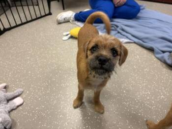 HUSH PUPPY -  Cairn Terrier Dog for Adoption in Fort Wayne, Indiana - HUSH PUPPY | PetCurious
