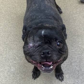 Rescue Pug and Boston Terrier Dogs for Adoption in Columbus, Georgia - Hudson | PetCurious