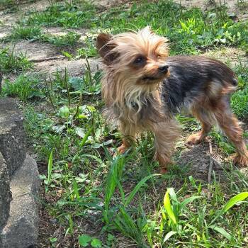 Dook -  Yorkshire Terrier Dog for Adoption in Jackson, Missouri - Dook | PetCurious