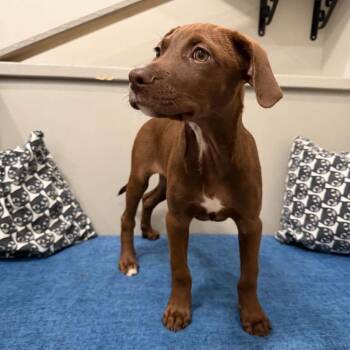 Tyrese -  Labrador Retriever Dog for Adoption in Philadelphia, Pennsylvania - Tyrese | PetCurious