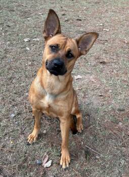 Rescue Shepherd Dogs for Adoption in Little Rock, Arkansas - Snickers | PetCurious