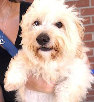 Sandy -  Maltipoo Dog for Adoption in Carrollton, Texas - Sandy | PetCurious