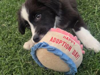 Border Collie Dogs Available for Adoption in Weatherford, Texas - Riot | PetCurious