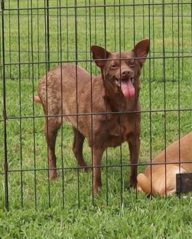 Chihuahua Dogs Available for Adoption in Winchester, Tennessee - Clyde | PetCurious