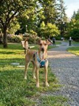 Demi -  Border Collie Dog for Adoption in Denton, Texas - Demi | PetCurious