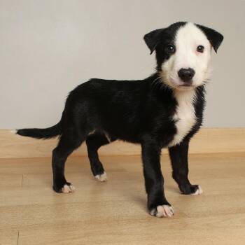 Giggle D70468 -  Labrador Retriever Dog for Adoption in Minnetonka, Minnesota - Giggle D70468 | PetCurious