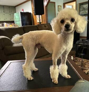 Poodle Dogs Available for Adoption in Mcdonough, Georgia - Louis XIV  | PetCurious