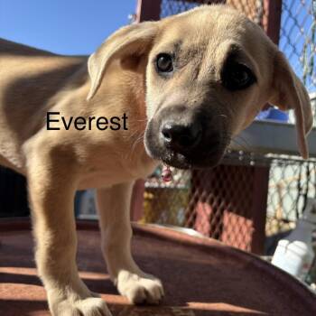 Labrador Retriever and English Bulldog Dogs Available for Adoption - Everest | PetCurious
