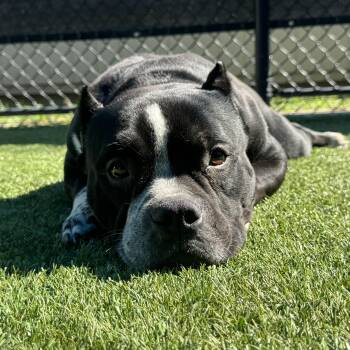 Buddy -  American Bully Dog for Adoption in Portland, Maine - Buddy | PetCurious