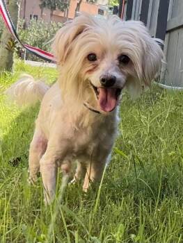 Teddy -  Yorkshire Terrier and Poodle Dog for Adoption in St. Augustine, Florida - Teddy | PetCurious