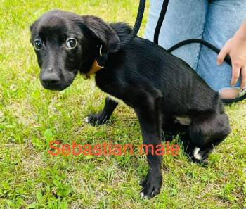 Sebastian -  Labrador Retriever Dog for Adoption in Cloquet, Minnesota - Sebastian | PetCurious