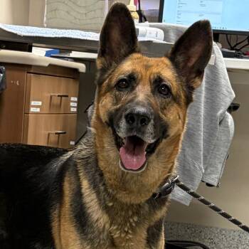 Layla -  German Shepherd Dog Dog for Adoption in Reno, Nevada - Layla | PetCurious