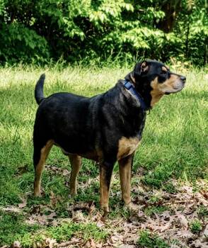 Rottweiler and Labrador Retriever Dogs Available for Adoption in Princeton, Massachusetts - Hancho | PetCurious