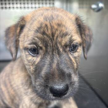 Lucky -  Pit Bull Terrier and Mixed Breed Dog for Adoption in Birmingham, Alabama - Lucky | PetCurious