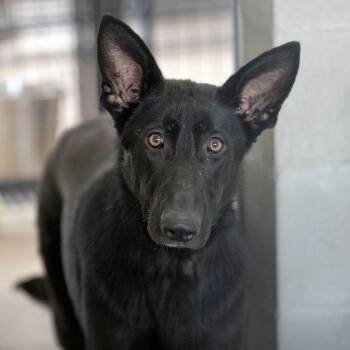 Raven (S26-139) -  German Shepherd Dog Dog for Adoption in Peyton, Colorado - Raven (S26-139) | PetCurious