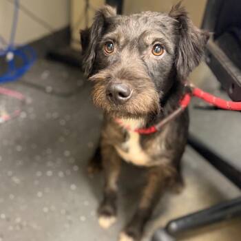 Piper -  Mixed Breed Dog for Adoption in Columbiana, Alabama - Piper | PetCurious