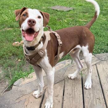 Worm -  Mixed Breed Dog for Adoption in Cincinnati, Ohio - Worm | PetCurious