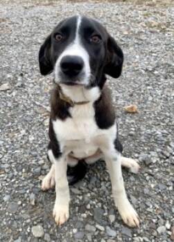 Rescue Labrador Retriever and Mixed Breed Dogs for Adoption in Kansas City, Missouri - Tiny | PetCurious