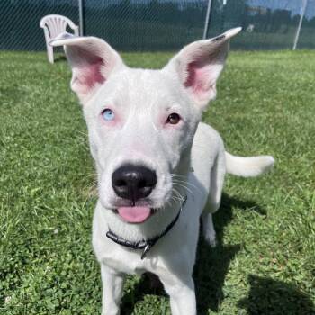 Foxtrot -  Husky and Cattle Dog Dog for Adoption in West Jefferson, Ohio - Foxtrot | PetCurious