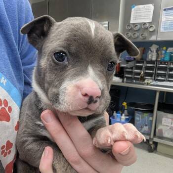 Castle -  Mixed Breed Dog for Adoption in Indianapolis, Indiana - Castle | PetCurious