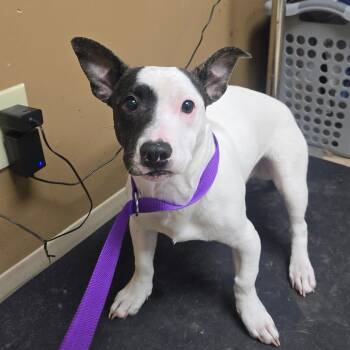 Pit Bull Terrier and Chihuahua Dogs Available for Adoption in Milan, Illinois - Target | PetCurious