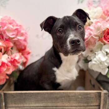 Cattle Dog and Cardigan Welsh Corgi Dogs Available for Adoption - Tater | PetCurious