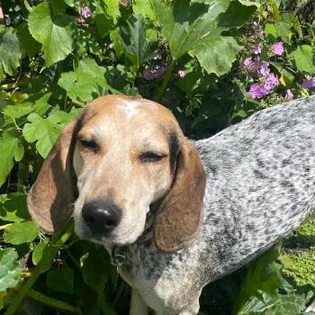 Marlowe (NY) -  English Coonhound Dog for Adoption - Marlowe (NY) | PetCurious