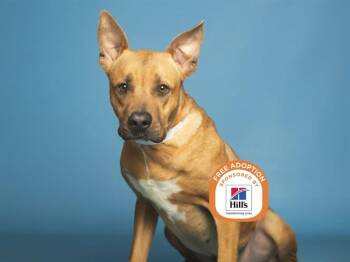 Pit Bull Terrier Dogs Available for Adoption - JUNIOR | PetCurious