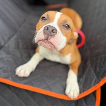 Mixed Breed Dogs Available for Adoption in Medford Lakes, New Jersey - Sammy Sweetheart | PetCurious