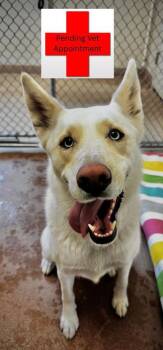 Bella -  Siberian Husky and Mixed Breed Dog for Adoption in Kalispell, Montana - Bella | PetCurious