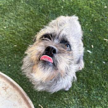 SOCRATES -  Border Terrier Dog for Adoption in St. Augustine, Florida - SOCRATES | PetCurious