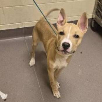 Mixed Breed Dogs Available for Adoption in Norman, Oklahoma - Calvin | PetCurious