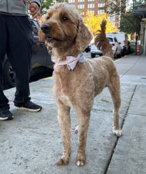 Rescue Mixed Breed Dogs for Adoption in New York, New York - Chase | PetCurious