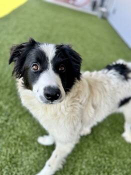 Rescue Border Collie and Mixed Breed Dogs for Adoption in Fort Worth, Texas - Miles | PetCurious
