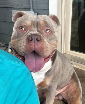 American Bulldog Dogs Available for Adoption - Legend | PetCurious