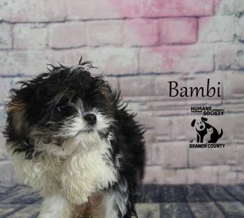 Shih Tzu Dogs Available for Adoption - Bambi | PetCurious
