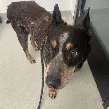 Norbert -  Australian Cattle Dog Blue Heeler Dog for Adoption in Abilene, Texas - Norbert | PetCurious