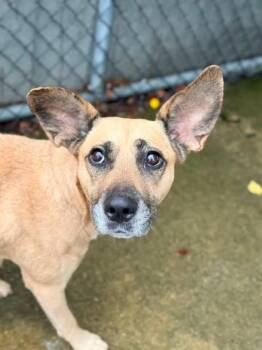 Cornflakes -  Pit Bull Terrier Dog for Adoption in Chicago, Illinois - Cornflakes | PetCurious