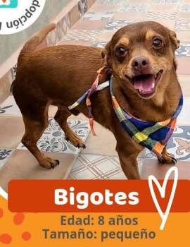 Rescue Chihuahua Dogs for Adoption in Graham, Washington - BIGOTES | PetCurious