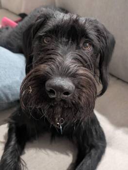 Scout -  Schnauzer and German Shorthaired Pointer Dog for Adoption in Colleyville, Texas - Scout | PetCurious