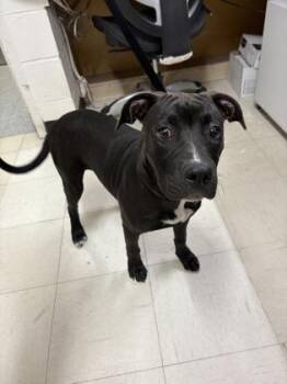 Rescue Pit Bull Terrier Dogs for Adoption in Ithaca, New York - Gustavo | PetCurious