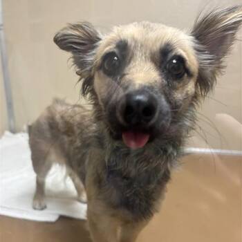 Florence -  Mixed Breed and Terrier Dog for Adoption in Tempe, Arizona - Florence | PetCurious