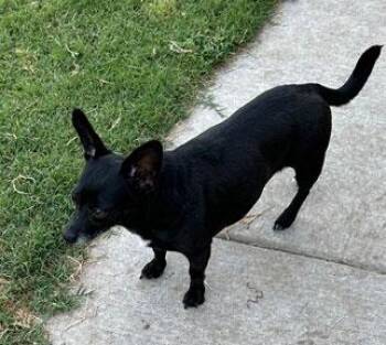 Rescue Chihuahua and Pug Dogs for Adoption in Claremore, Oklahoma - Sara | PetCurious