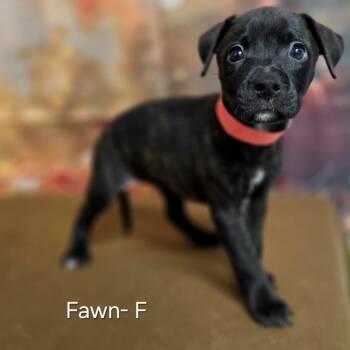Fawn -  Retriever and Mixed Breed Dog for Adoption in Griswold, Connecticut - Fawn | PetCurious