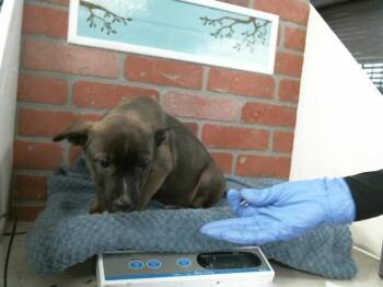 Staffordshire Bull Terrier and Mixed Breed Dogs Available for Adoption - A2058343 | PetCurious