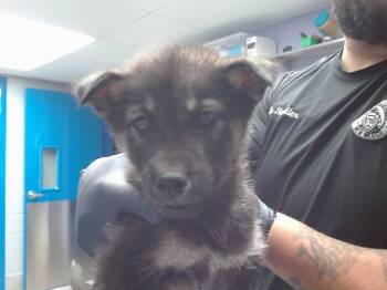 Rescue Husky and Mixed Breed Dogs for Adoption in Albuquerque, New Mexico - BATMAN | PetCurious