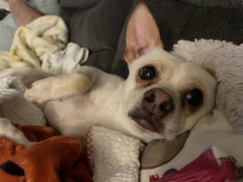 Rescue Chihuahua Dogs for Adoption in North Richland Hills, Texas - Toby | PetCurious