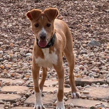 Roger -  Hound and Mixed Breed Dog for Adoption in Southside, Tennessee - Roger | PetCurious
