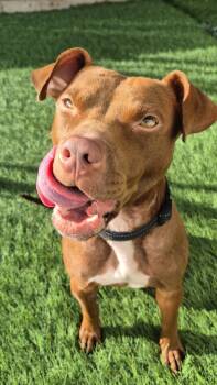 Rescue Pit Bull Terrier Dogs for Adoption in Eagle, Idaho - Brooke | PetCurious